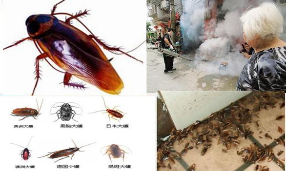 蟑螂的危害及防治方法,惠阳淡水杀虫公司,淡水灭蟑螂,淡水杀虫公司