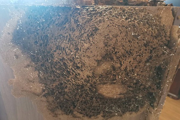 惠州博罗县白蚁防治,博罗花园家庭灭治白蚁